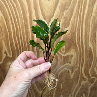 Scapeshop.com.au Bucephalandra Bucephalandra Bare Root Plant (Emerald Ruby) Bucephalandra Bare Root Plant (Emerald Ruby)