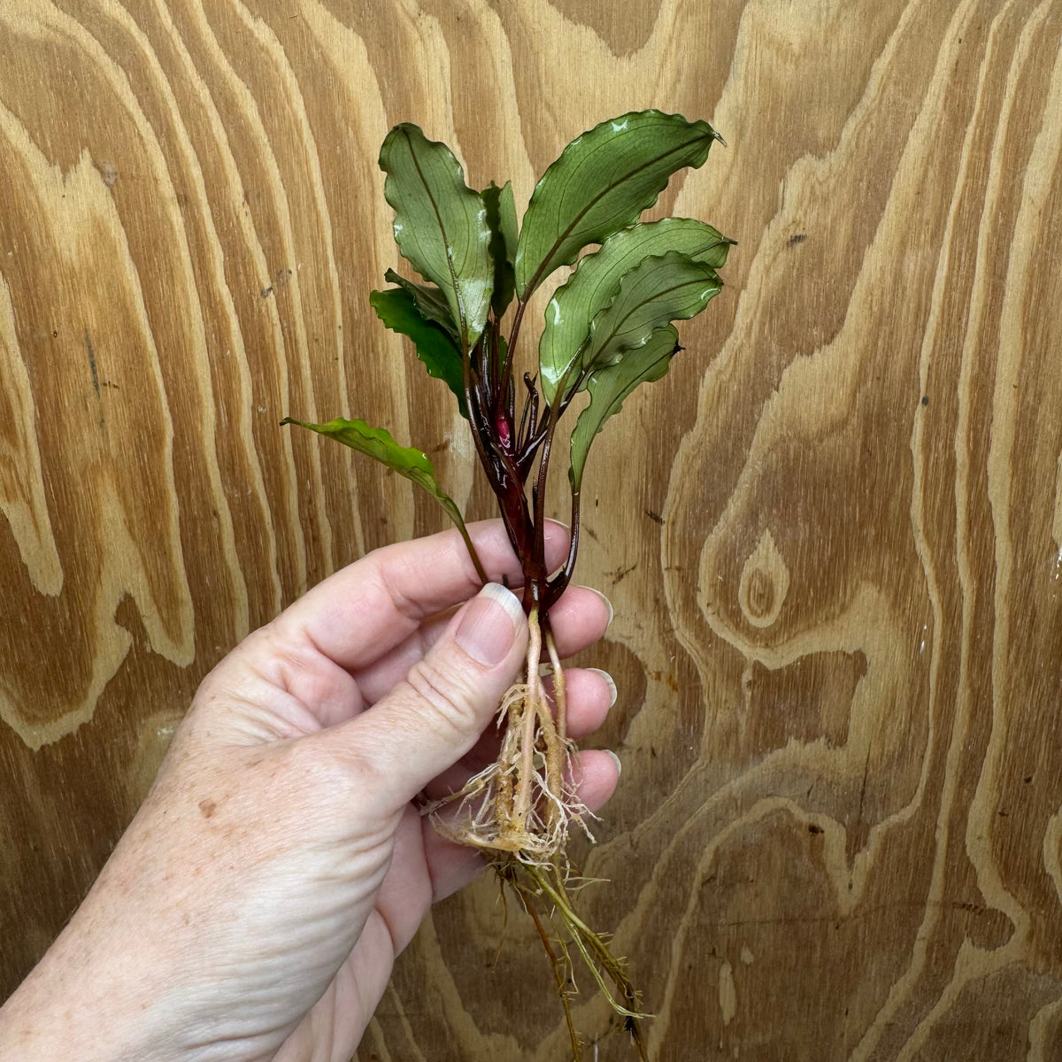Scapeshop.com.au Bucephalandra Bucephalandra Bare Root Plant (Emerald Ruby) Bucephalandra Bare Root Plant (Emerald Ruby)