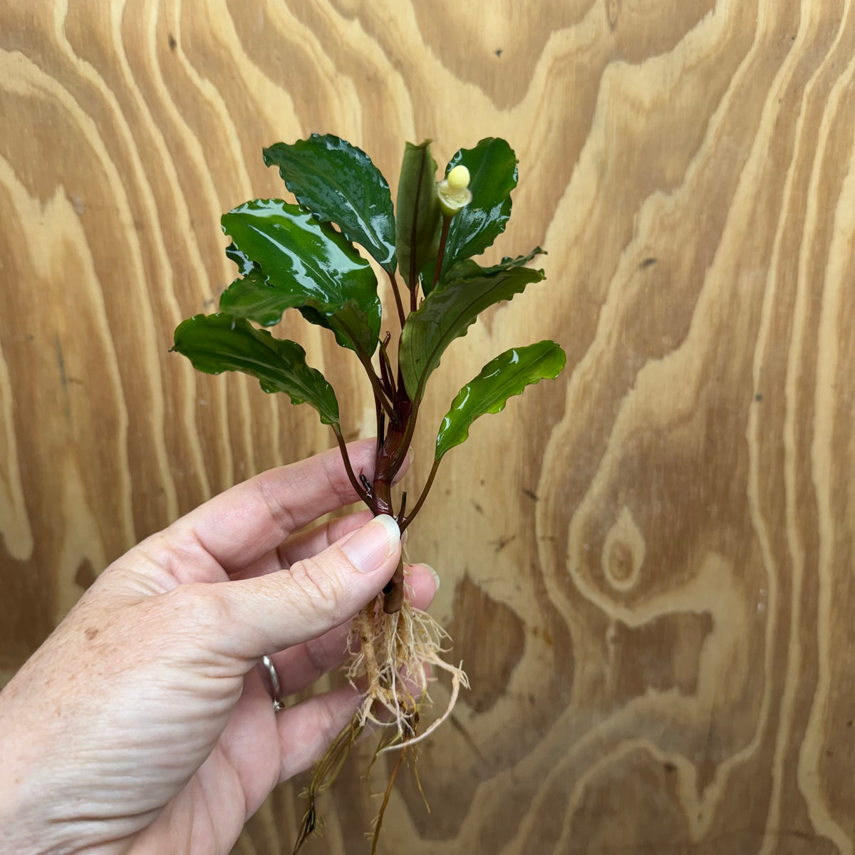 Scapeshop.com.au Bucephalandra Bucephalandra Bare Root Plant (Emerald Ruby) Bucephalandra Bare Root Plant (Emerald Ruby)