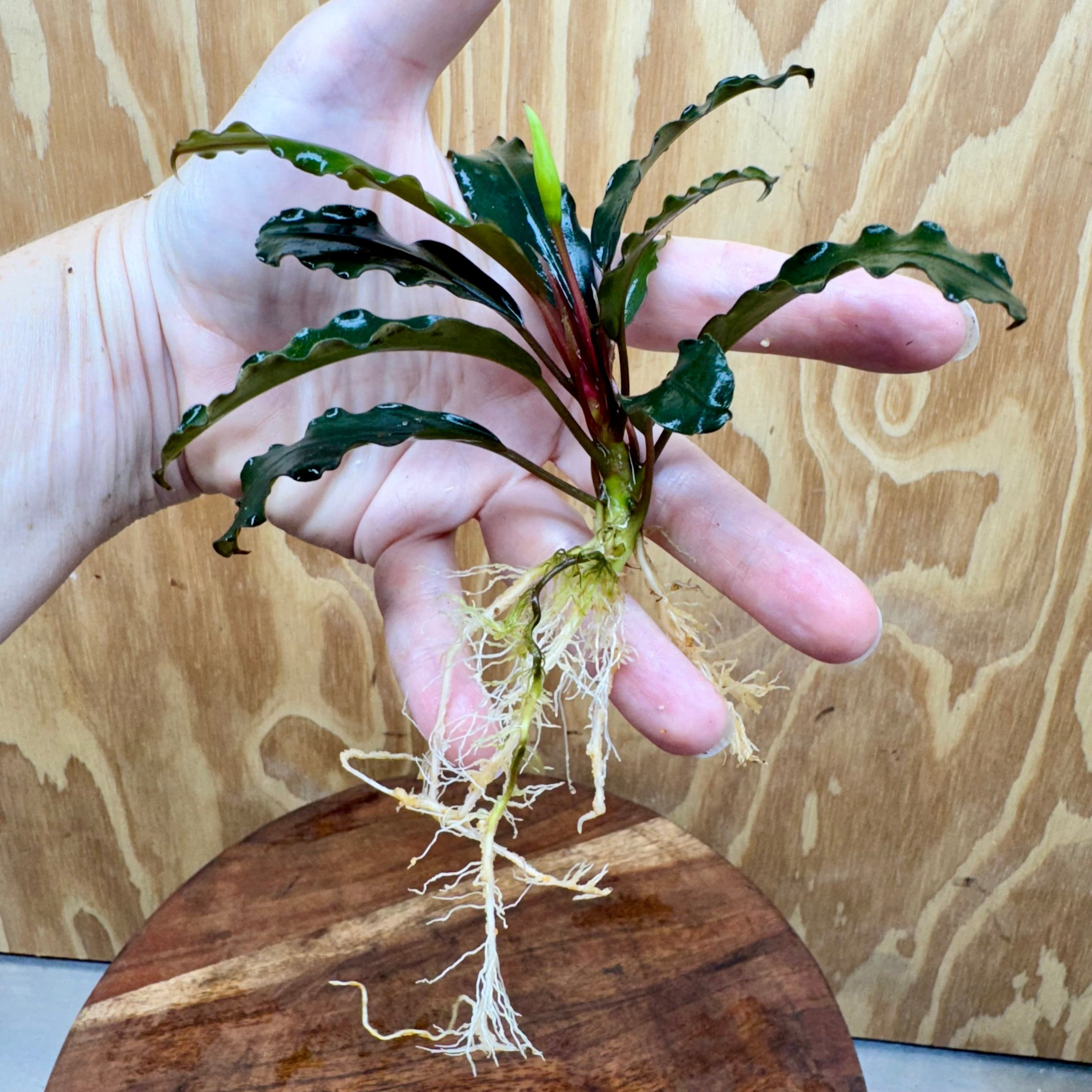 Bucephalandra Bare Root Plant (Large Broad Dark Wavy Leaf) – Scapeshop ...
