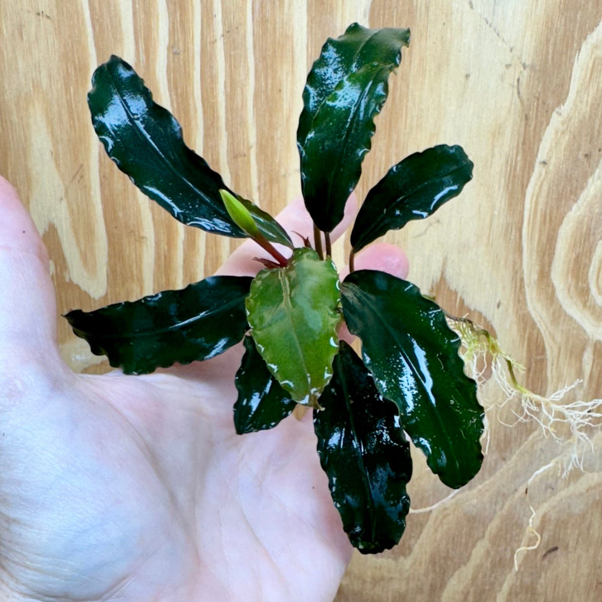 Scapeshop.com.au Bucephalandra Bucephalandra Bare Root Plant (Large Broad Dark Wavy Leaf) Bucephalandra Bare Root Plant (Large Broad Dark Wavy Leaf)