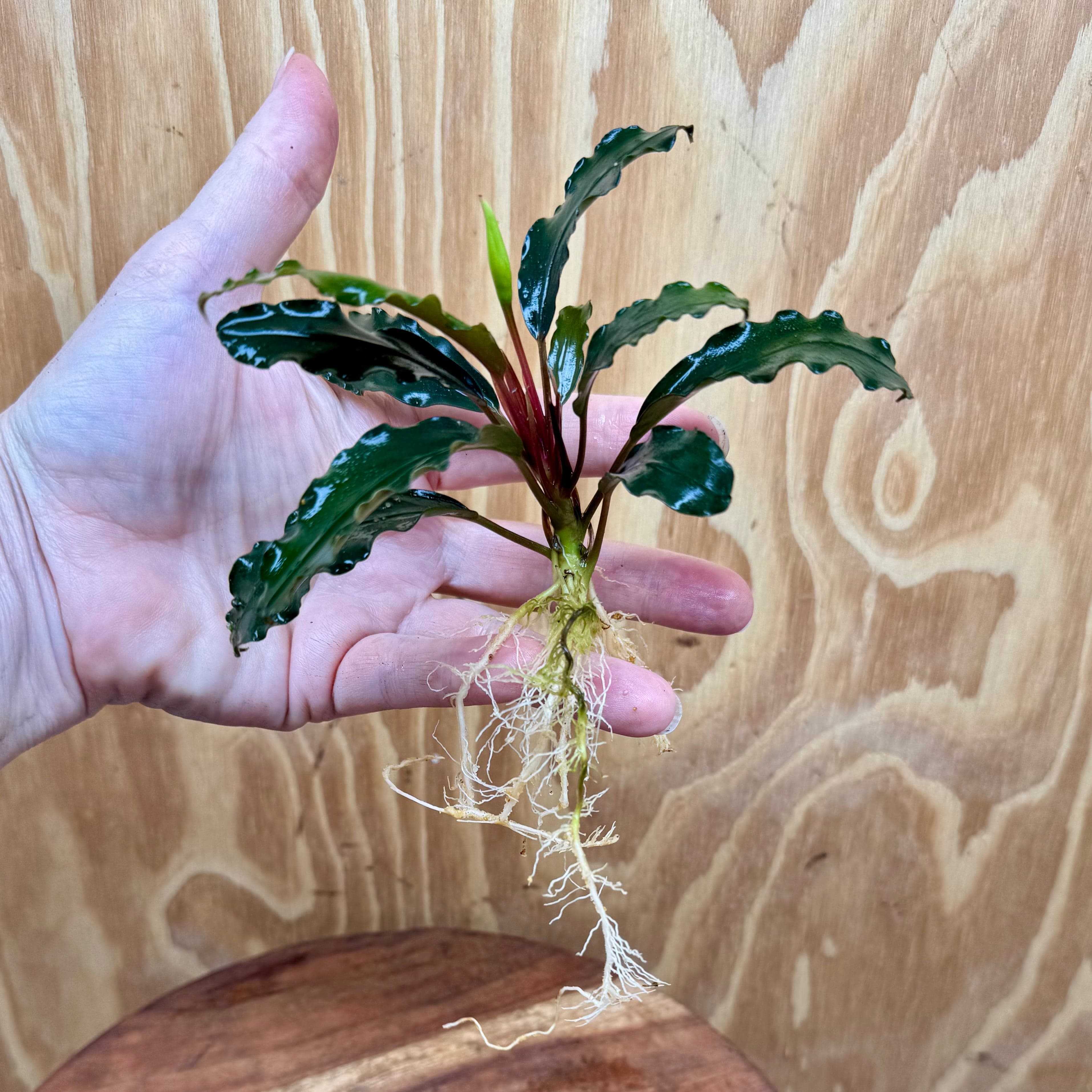 Scapeshop.com.au Bucephalandra Bucephalandra Bare Root Plant (Large Broad Dark Wavy Leaf) Bucephalandra Bare Root Plant (Large Broad Dark Wavy Leaf)