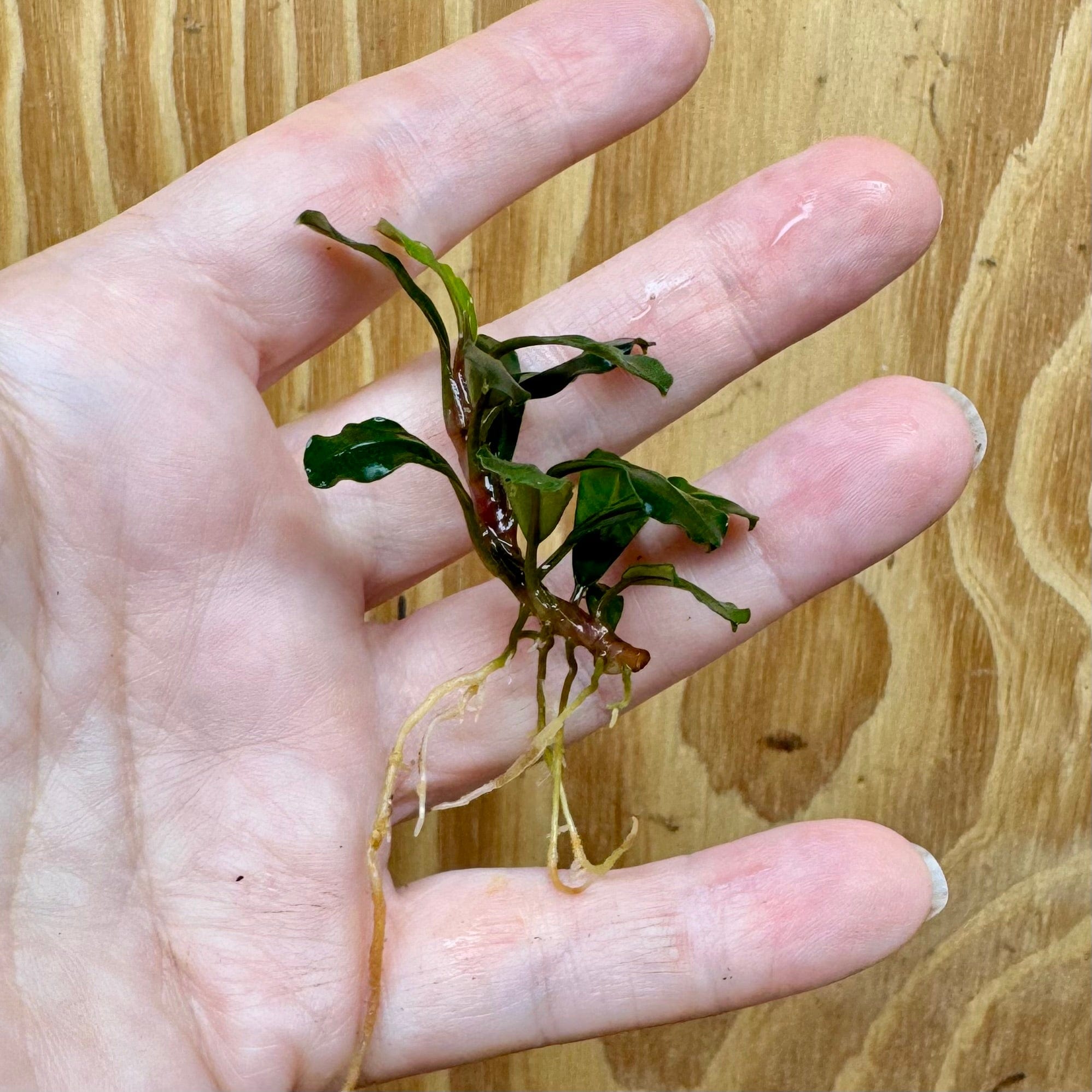 Scapeshop.com.au Bucephalandra Bucephalandra Bare Root Plant (Petite Green Buce) Buy Bucephalandra Bare Root Plant (Petite Green Buce) for Aquarium 