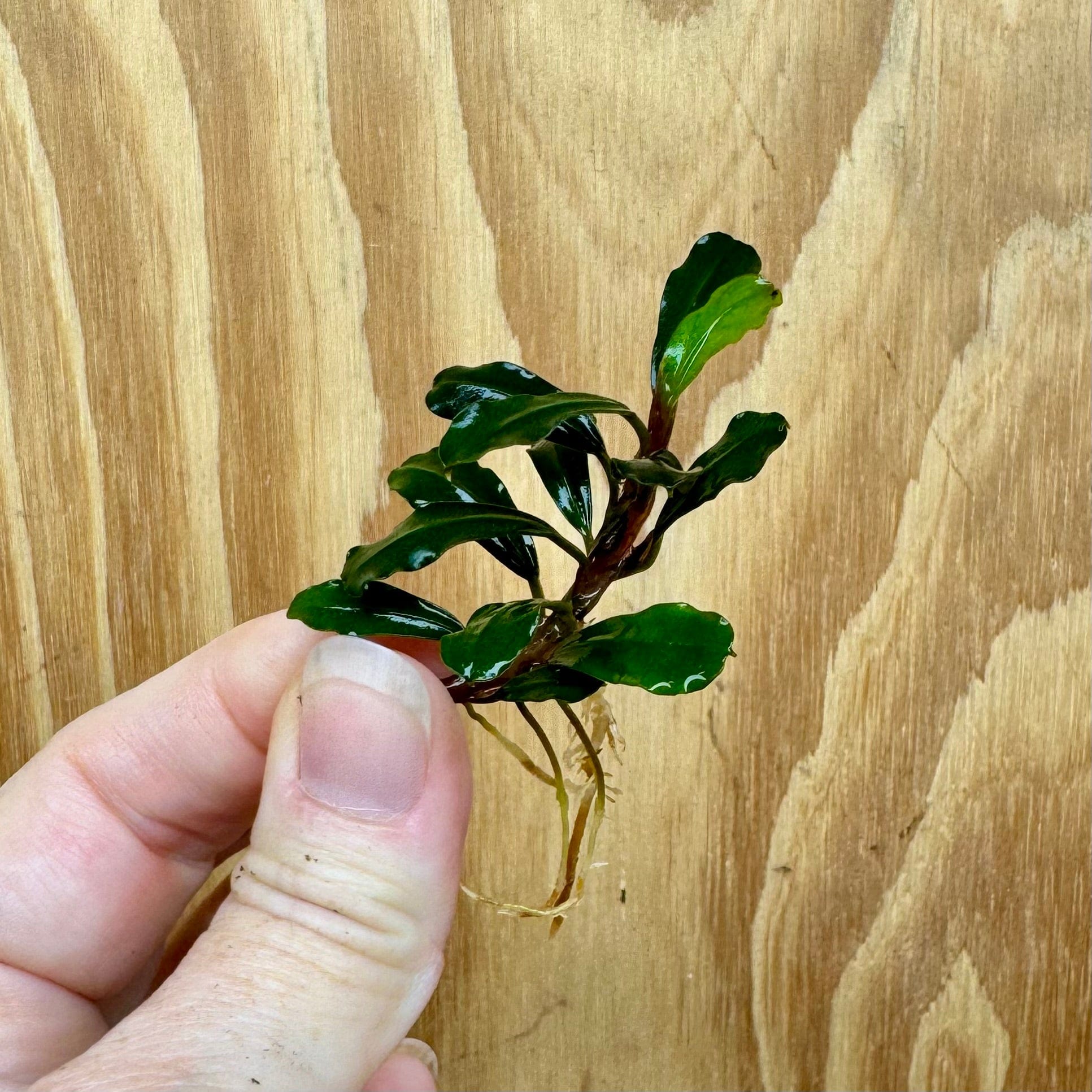 Scapeshop.com.au Bucephalandra Bucephalandra Bare Root Plant (Petite Green Buce) Buy Bucephalandra Bare Root Plant (Petite Green Buce) for Aquarium 