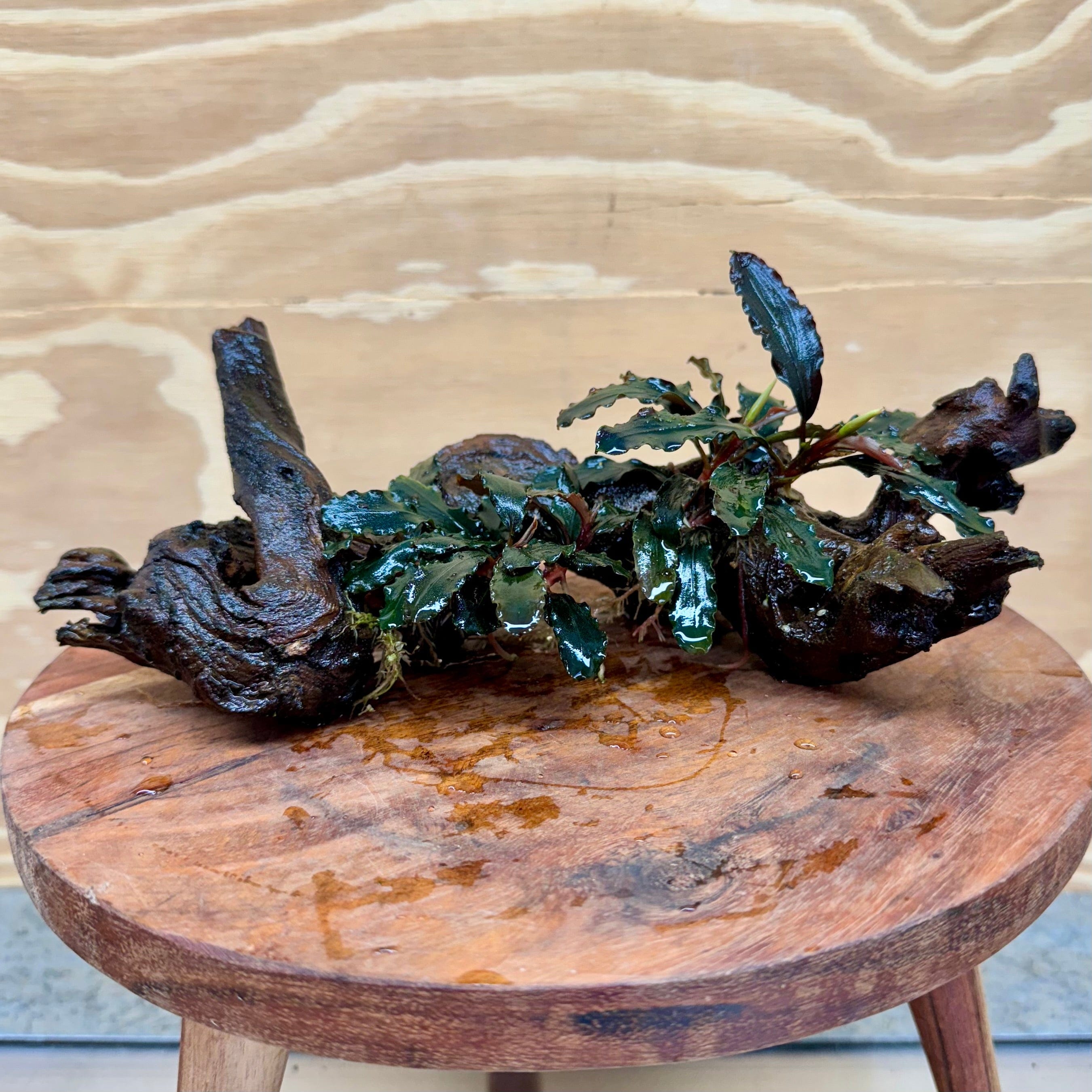 Scapeshop.com.au Bucephalandra Bucephalandra Double Planted Medium Driftwood - ONE ONLY - Wave