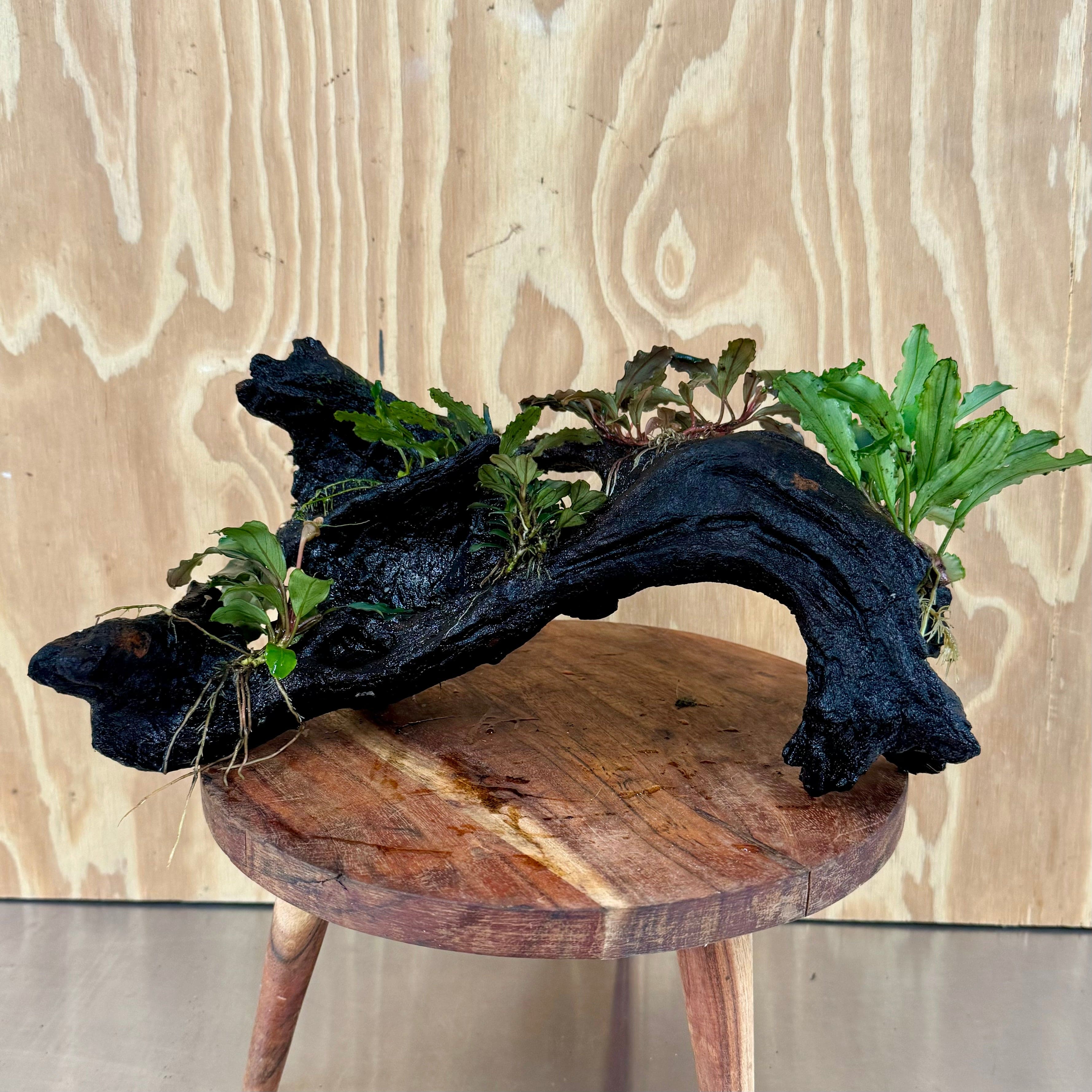 Scapeshop.com.au Bucephalandra Bucephalandra Multi-Planted Driftwood (5 Plants) - ONE ONLY - Piece A - Swirl