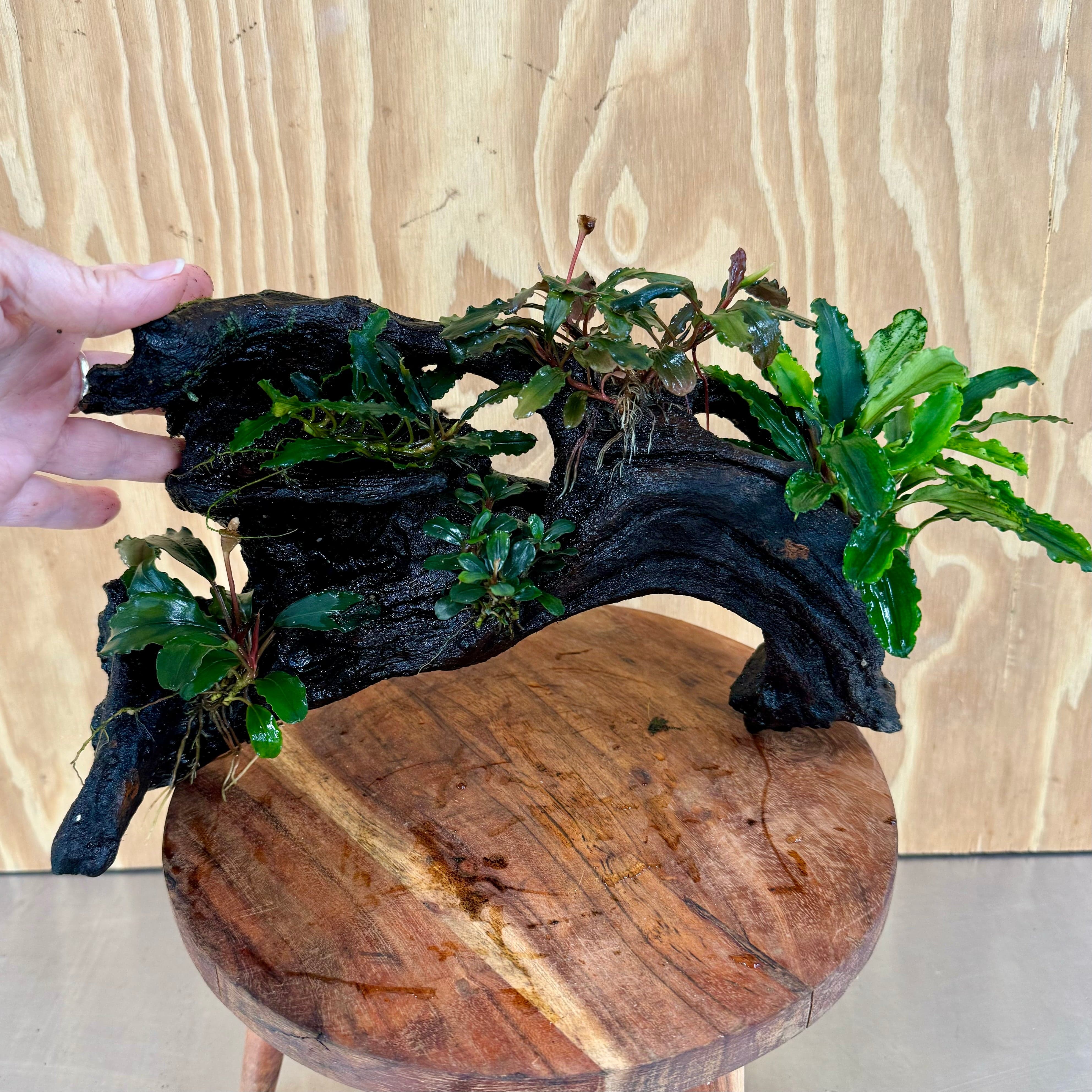 Scapeshop.com.au Bucephalandra Bucephalandra Multi-Planted Driftwood (5 Plants) - ONE ONLY - Piece A - Swirl