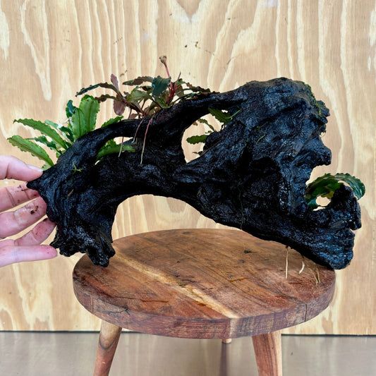 Scapeshop.com.au Bucephalandra Bucephalandra Multi-Planted Driftwood (5 Plants) - ONE ONLY - Piece A - Swirl