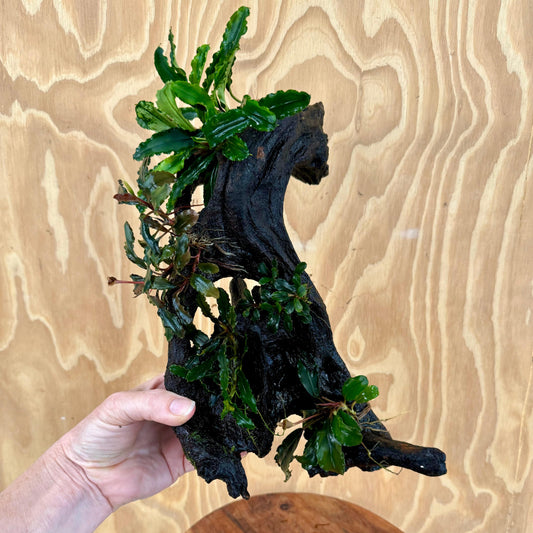 Scapeshop.com.au Bucephalandra Bucephalandra Multi-Planted Driftwood (5 Plants) - ONE ONLY - Piece A - Swirl