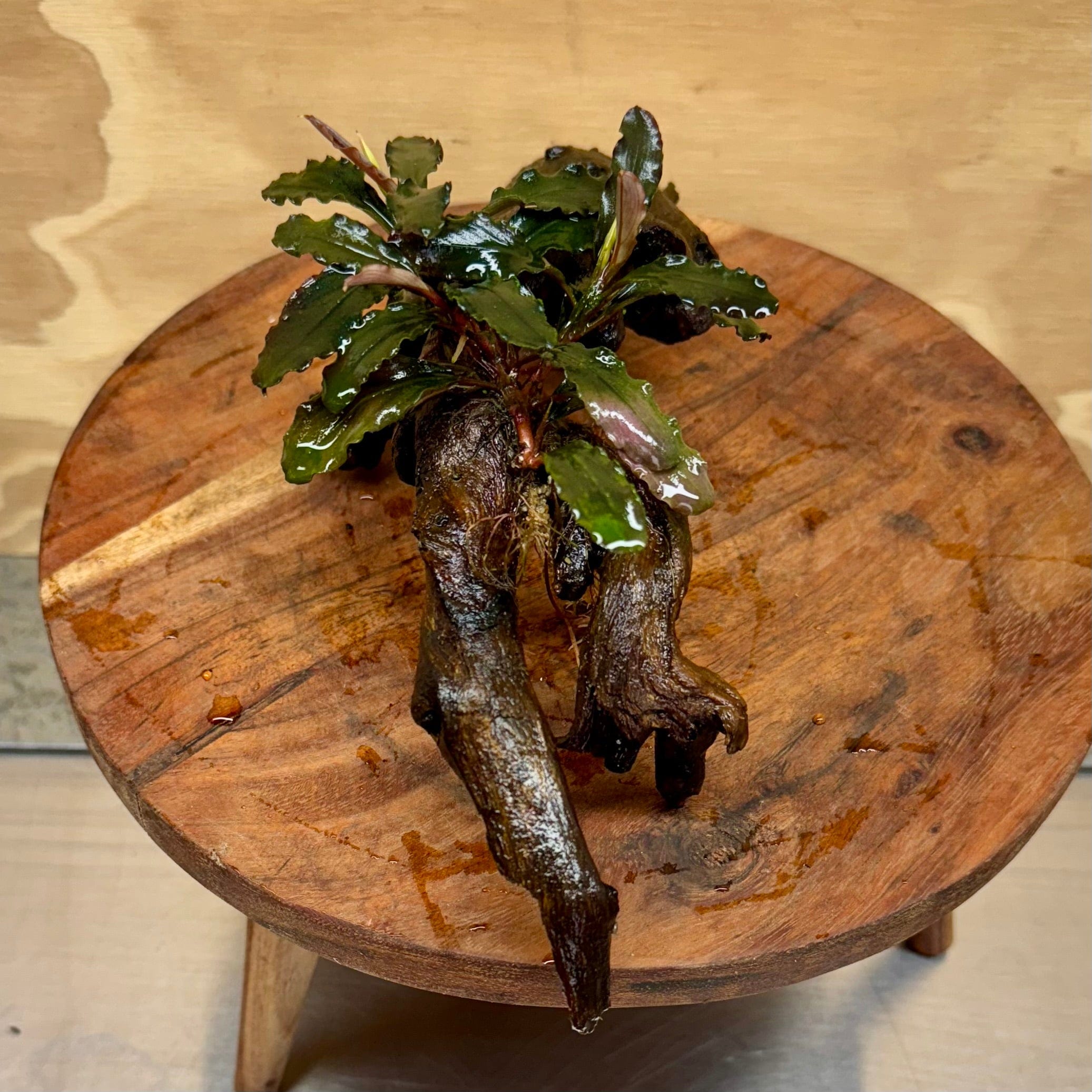 Scapeshop.com.au Bucephalandra Bucephalandra on Medium Driftwood - ONE ONLY - Dragon Bucephalandra Driftwood - ONE ONLY - Scapeshop Australia