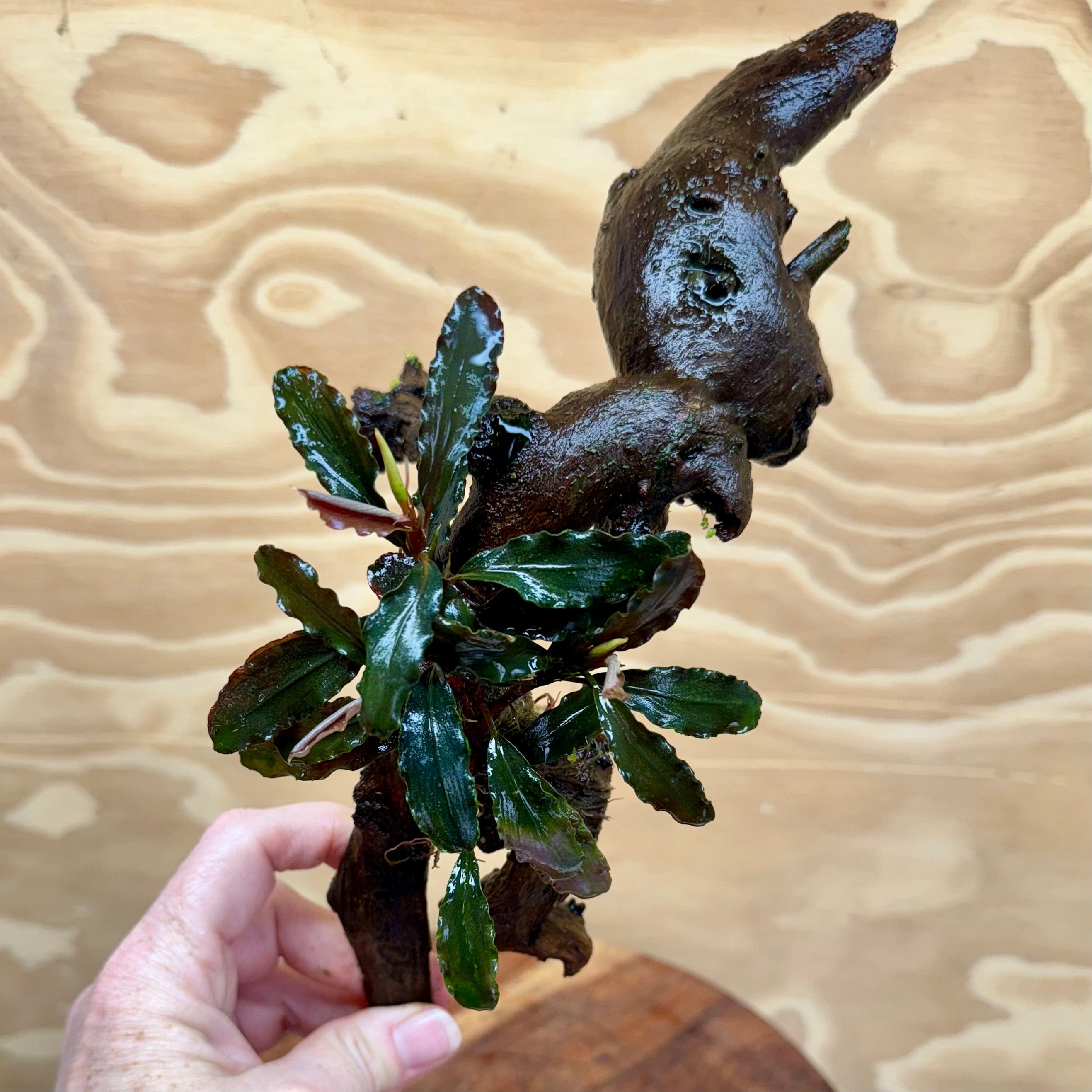 Scapeshop.com.au Bucephalandra Bucephalandra on Medium Driftwood - ONE ONLY - Dragon Bucephalandra Driftwood - ONE ONLY - Scapeshop Australia