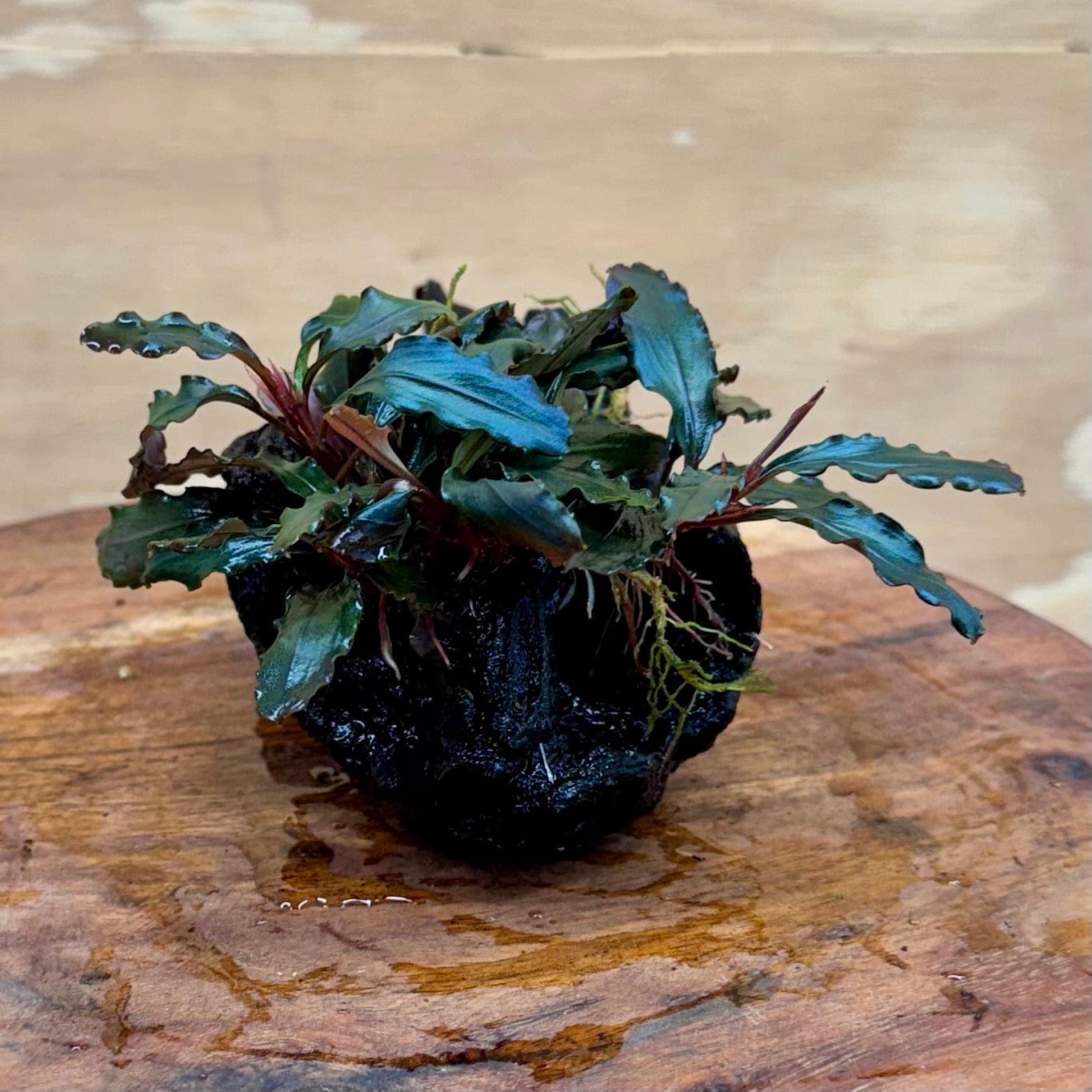 Scapeshop.com.au Bucephalandra Bucephalandra on Small Driftwood - ONE ONLY - Intricate Bucephalandra on Small Driftwood - ONE ONLY - Scapeshop Australia