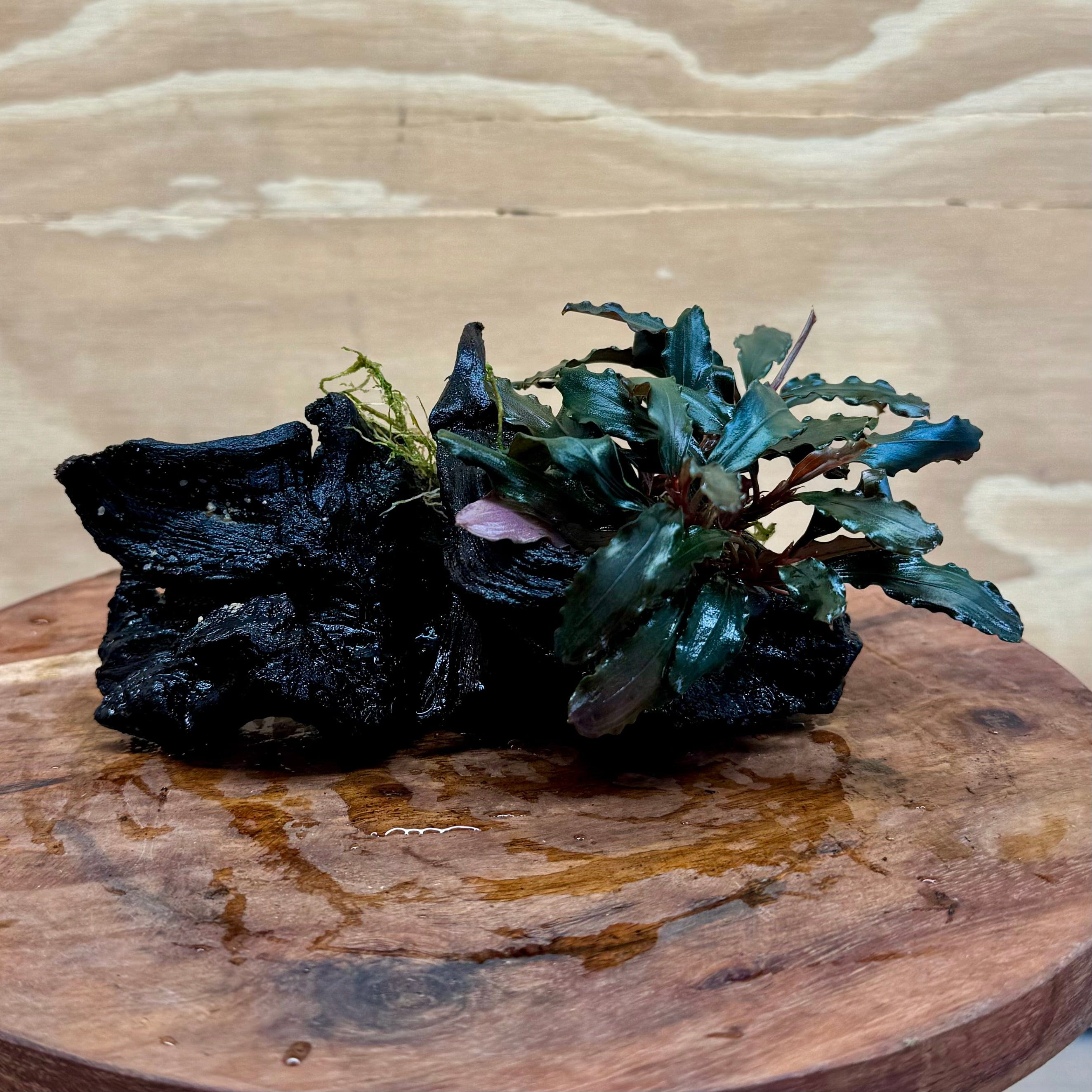 Scapeshop.com.au Bucephalandra Bucephalandra on Small Driftwood - ONE ONLY - Intricate Bucephalandra on Small Driftwood - ONE ONLY - Scapeshop Australia