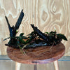 Scapeshop.com.au Bucephalandra Bucephalandra Triple Planted Driftwood - ONE ONLY - Piece 2