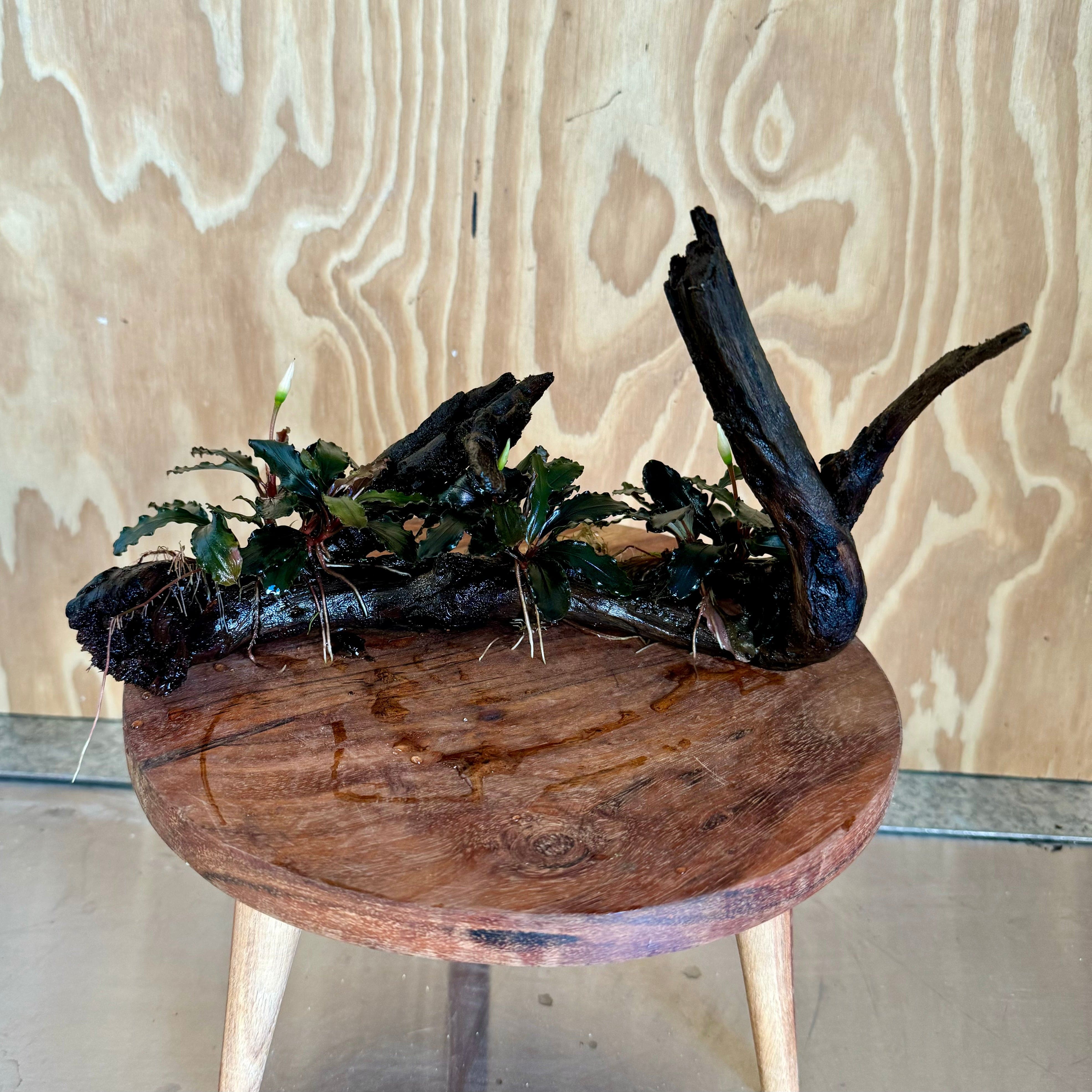 Scapeshop.com.au Bucephalandra Bucephalandra Triple Planted Driftwood - ONE ONLY - Piece 2