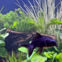 Pisces Enterprises Bunch Plant Elodea Bunch (Not SA & NSW) Buy Elodea Supreme Aquarium Bunch Plant - Scapeshop Australia