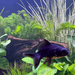 Pisces Enterprises Bunch Plant Elodea Bunch (Not SA & NSW) Buy Elodea Supreme Aquarium Bunch Plant - Scapeshop Australia