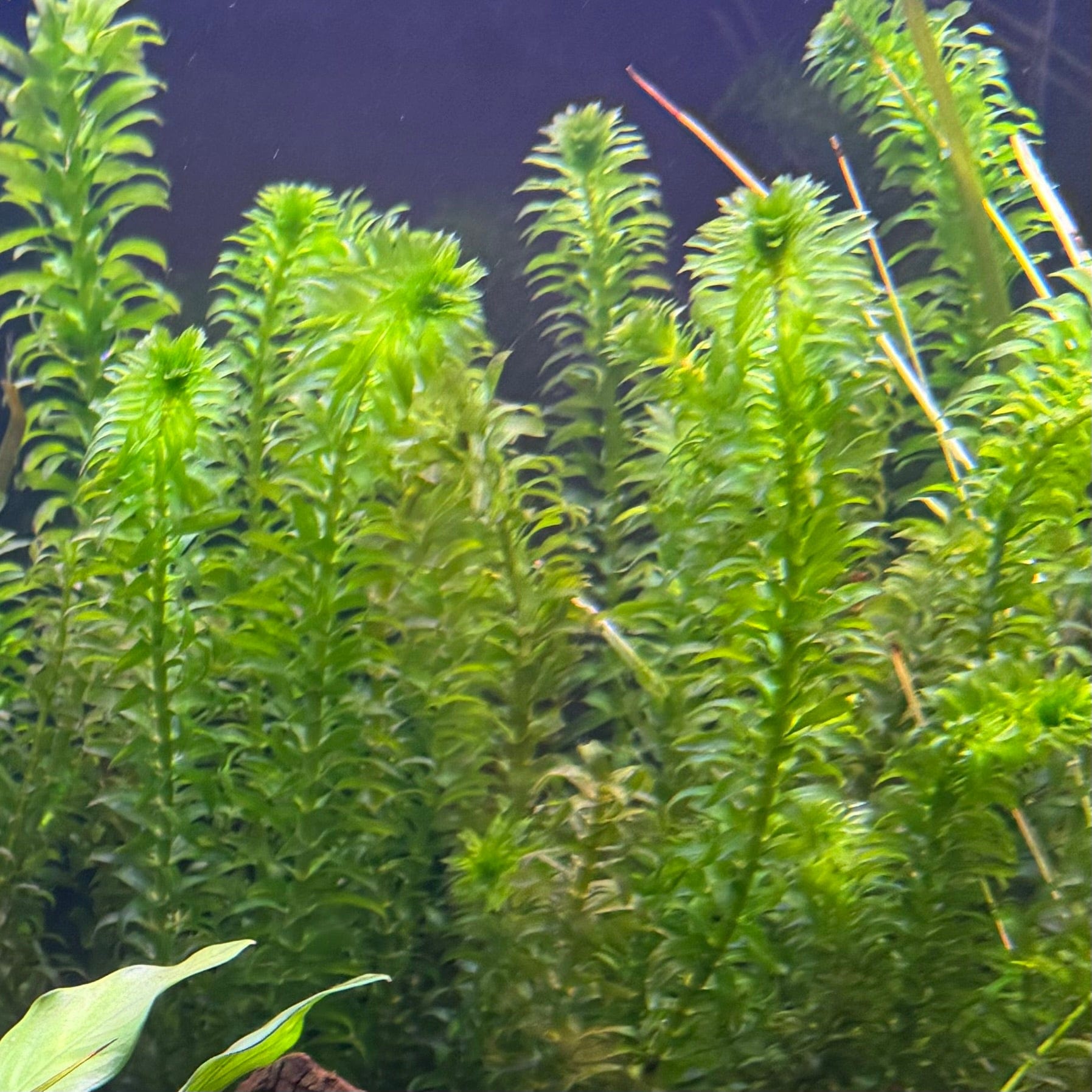 Pisces Enterprises Bunch Plant Elodea Bunch (Not SA & NSW) Elodea Supreme Aquarium Bunch Plant 