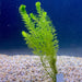 Pisces Enterprises Bunch Plant Filigree Milfoil Bunch Buy Filigree Milfoil Aquarium Plant Bunchs Scapeshop Australia