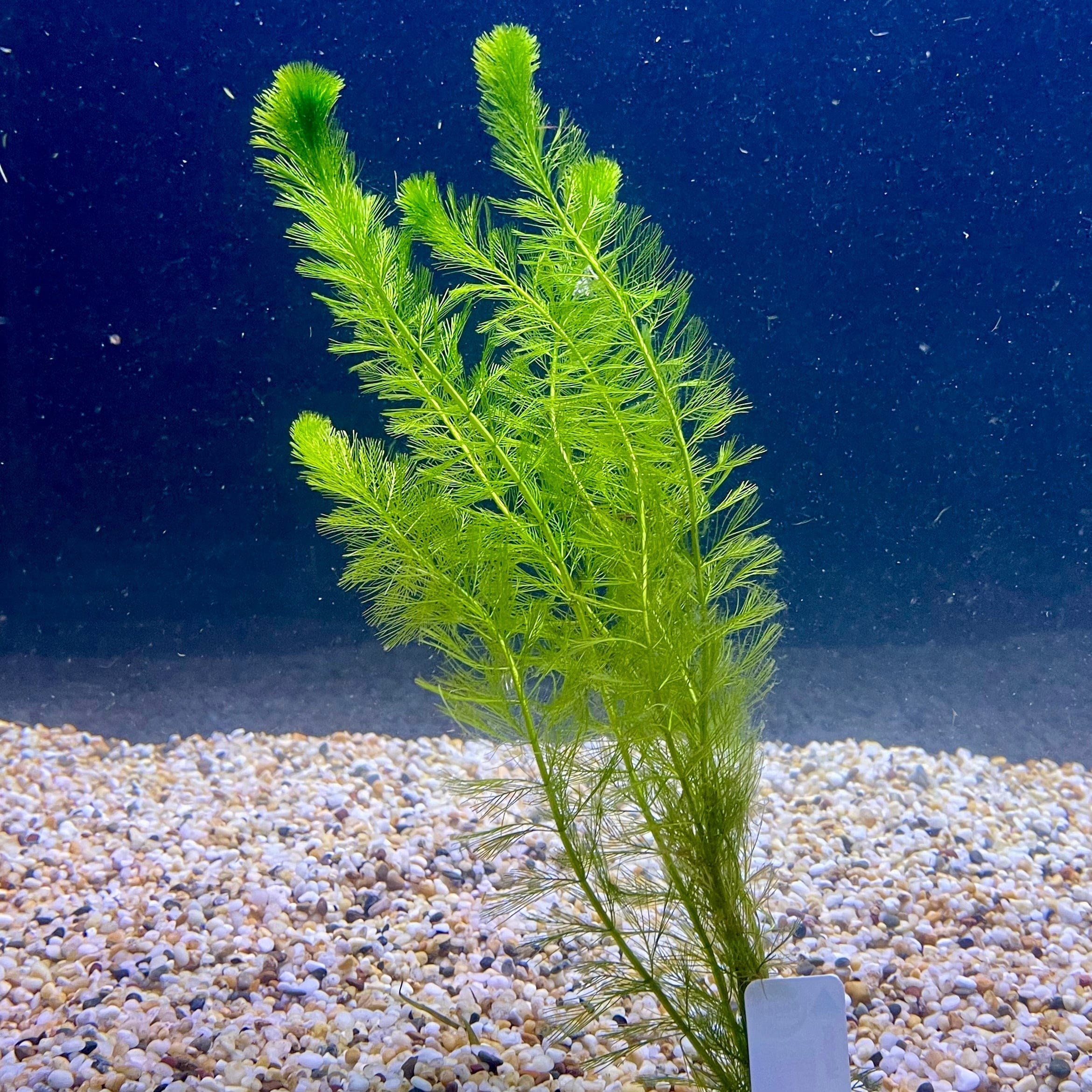 Pisces Enterprises Bunch Plant Filigree Milfoil Bunch Buy Filigree Milfoil Aquarium Plant Bunchs Scapeshop Australia
