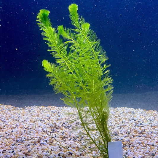 Pisces Enterprises Bunch Plant Filigree Milfoil Bunch Buy Filigree Milfoil Aquarium Plant Bunchs Scapeshop Australia