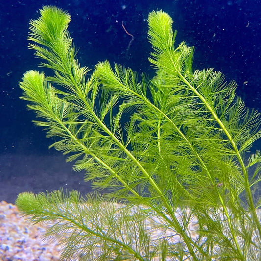 Pisces Enterprises Bunch Plant Filigree Milfoil Bunch Buy Filigree Milfoil Aquarium Plant Bunchs Scapeshop Australia