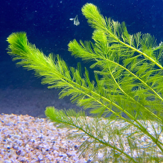 Pisces Enterprises Bunch Plant Filigree Milfoil Bunch Buy Filigree Milfoil Aquarium Plant Bunchs Scapeshop Australia