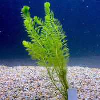 Pisces Enterprises Bunch Plant Filigree Milfoil Bunch Buy Filigree Milfoil Aquarium Plant Bunchs Scapeshop Australia