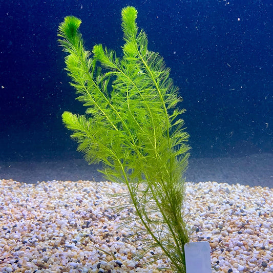 Pisces Enterprises Bunch Plant Filigree Milfoil Bunch Buy Filigree Milfoil Aquarium Plant Bunchs Scapeshop Australia
