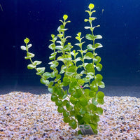 Pisces Enterprises Bunch Plant Gold Pennywort Bunch Shop for Gold Pennywort Aquarium Plant Bunch Scapeshop Australia