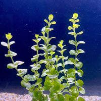Pisces Enterprises Bunch Plant Gold Pennywort Bunch Shop for Gold Pennywort Aquarium Plant Bunch Scapeshop Australia