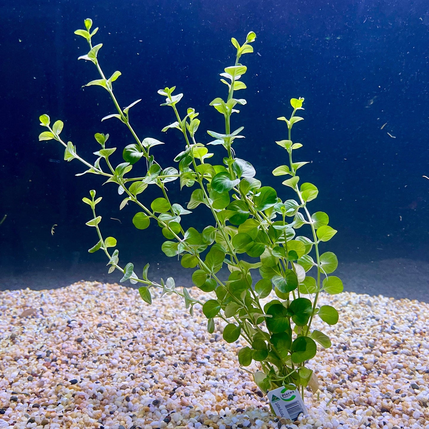 Pisces Enterprises Bunch Plant Green Pennywort Bunch Shop Green Pennywort Live Aquarium Plant Bunch in Australia