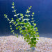 Pisces Enterprises Bunch Plant Green Pennywort Bunch Shop Green Pennywort Live Aquarium Plant Bunch in Australia