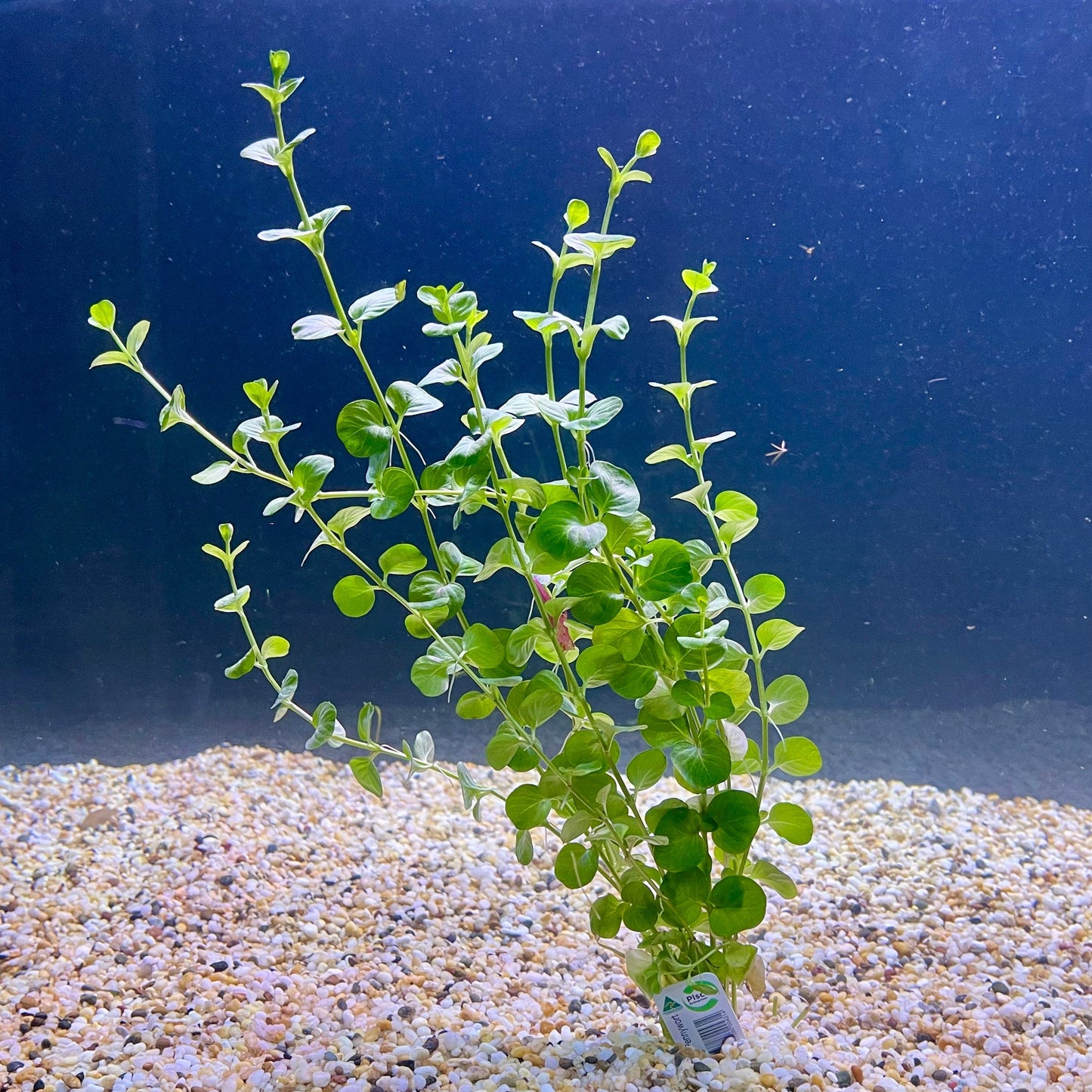Pisces Enterprises Bunch Plant Green Pennywort Bunch Shop Green Pennywort Live Aquarium Plant Bunch in Australia