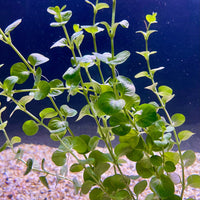 Pisces Enterprises Bunch Plant Green Pennywort Bunch Shop Green Pennywort Live Aquarium Plant Bunch in Australia