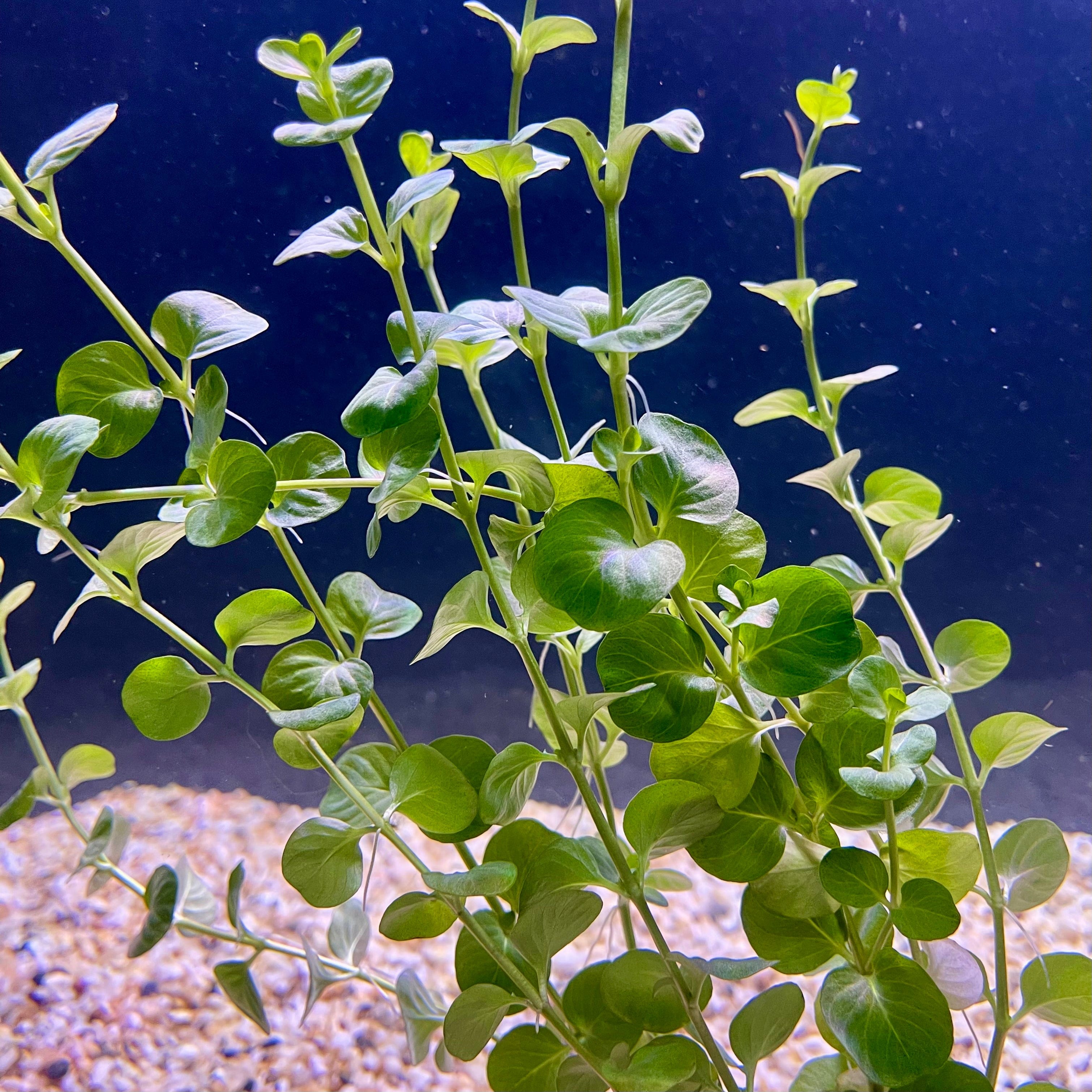 Pisces Enterprises Bunch Plant Green Pennywort Bunch Shop Green Pennywort Live Aquarium Plant Bunch in Australia