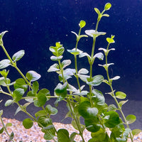 Pisces Enterprises Bunch Plant Green Pennywort Bunch Shop Green Pennywort Live Aquarium Plant Bunch in Australia