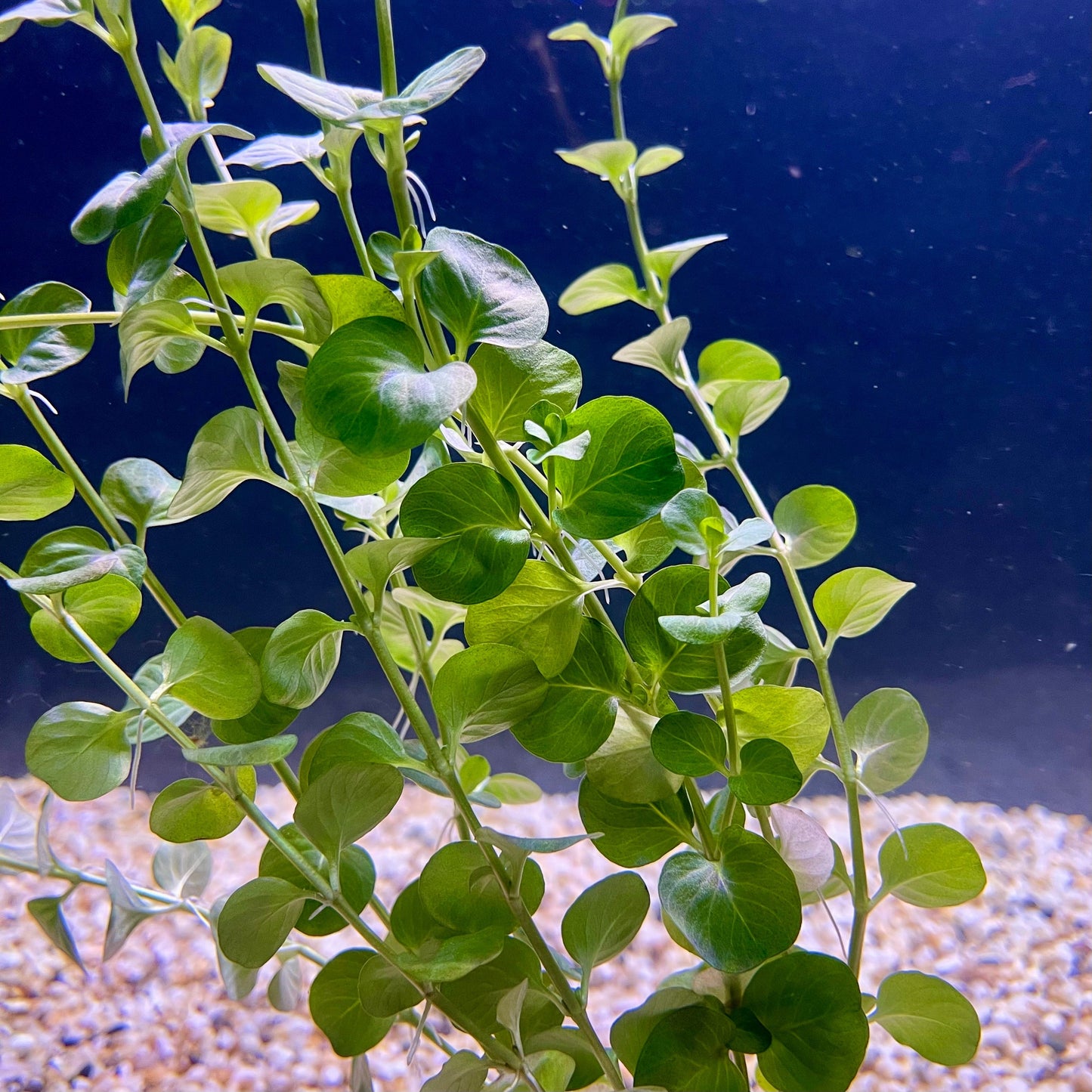 Pisces Enterprises Bunch Plant Green Pennywort Bunch Shop Green Pennywort Live Aquarium Plant Bunch in Australia