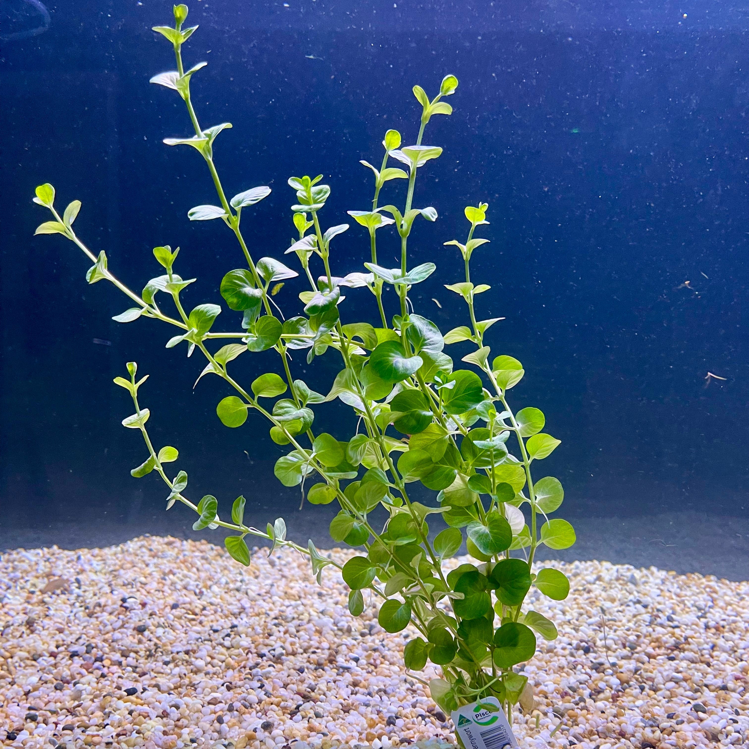 Pisces Enterprises Bunch Plant Green Pennywort Bunch Shop Green Pennywort Live Aquarium Plant Bunch in Australia