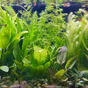 Pisces Enterprises Bunch Plant Lace Fern Bunch Buy Lace Fern Aquarium Plant Bunch Scapeshop Australia