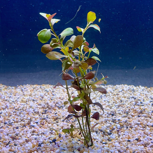 Pisces Enterprises Bunch Plant Ludwigia Bunch Shop for Ludwigia Bunch Aquarium Plants Scapeshop Australia