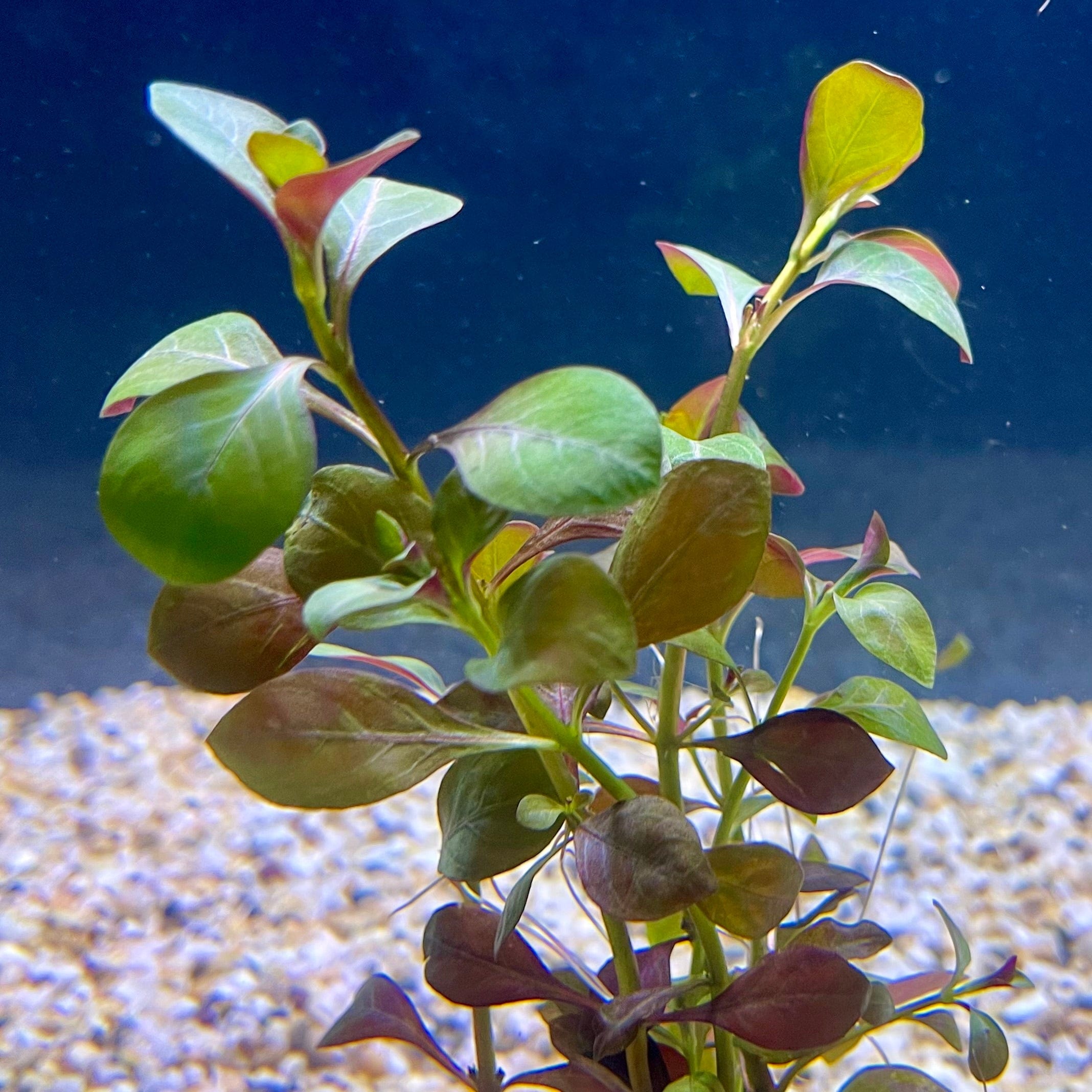 Pisces Enterprises Bunch Plant Ludwigia Bunch Shop for Ludwigia Bunch Aquarium Plants Scapeshop Australia