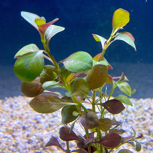 Pisces Enterprises Bunch Plant Ludwigia Bunch Shop for Ludwigia Bunch Aquarium Plants Scapeshop Australia
