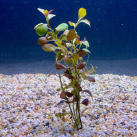 Pisces Enterprises Bunch Plant Ludwigia Bunch Shop for Ludwigia Bunch Aquarium Plants Scapeshop Australia