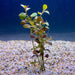 Pisces Enterprises Bunch Plant Ludwigia Bunch Shop for Ludwigia Bunch Aquarium Plants Scapeshop Australia