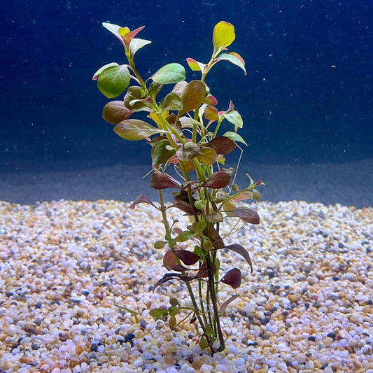 Pisces Enterprises Bunch Plant Ludwigia Bunch Shop for Ludwigia Bunch Aquarium Plants Scapeshop Australia