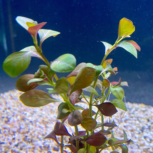 Pisces Enterprises Bunch Plant Ludwigia Bunch Shop for Ludwigia Bunch Aquarium Plants Scapeshop Australia