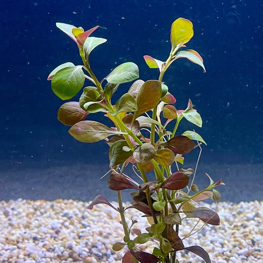 Pisces Enterprises Bunch Plant Ludwigia Bunch Shop for Ludwigia Bunch Aquarium Plants Scapeshop Australia