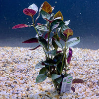 Pisces Enterprises Bunch Plant Mauve Stricta Bunch Buy Mauve Stricta Live Aquarium Plant Bunch Scapeshop Australia