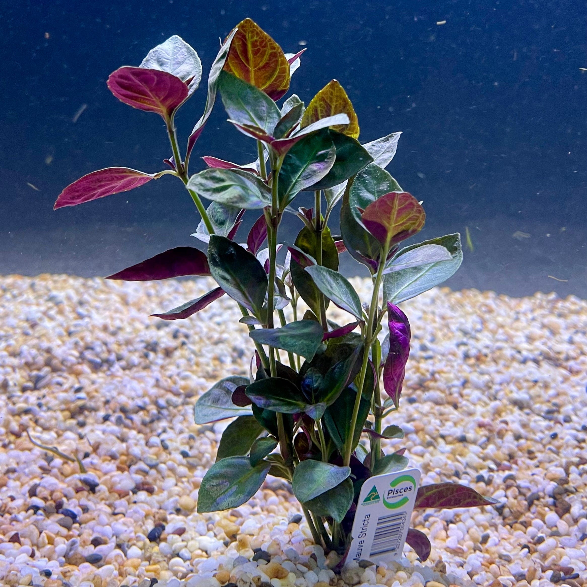 Pisces Enterprises Bunch Plant Mauve Stricta Bunch Buy Mauve Stricta Live Aquarium Plant Bunch Scapeshop Australia